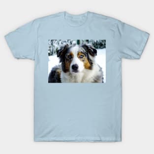 miniature american shepherd blue merle third T-Shirt